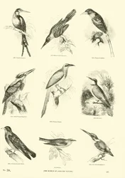 Página de El Museo Pictórico de la Naturaleza Animada