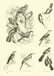 Página de El Museo Pictórico de la Naturaleza Animada