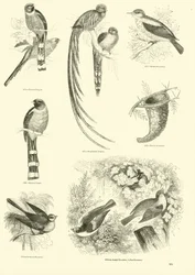 Página de El Museo Pictórico de la Naturaleza Animada