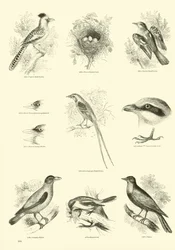 Página de El Museo Pictórico de la Naturaleza Animada