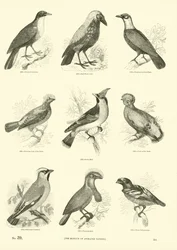 Página de El Museo Pictórico de la Naturaleza Animada