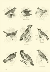 Página de El Museo Pictórico de la Naturaleza Animada