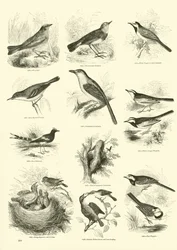 Página de El Museo Pictórico de la Naturaleza Animada