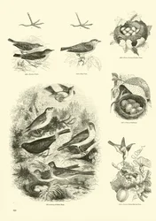 Página de El Museo Pictórico de la Naturaleza Animada