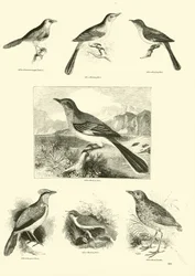 Página de El Museo Pictórico de la Naturaleza Animada