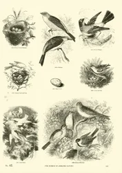 Página de El Museo Pictórico de la Naturaleza Animada