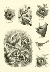 Página de El Museo Pictórico de la Naturaleza Animada