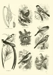 Página de El Museo Pictórico de la Naturaleza Animada