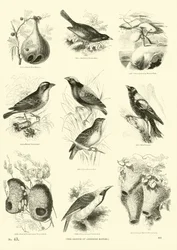 Página de El Museo Pictórico de la Naturaleza Animada