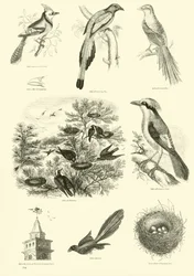Página de El Museo Pictórico de la Naturaleza Animada