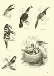 Página del Museo Pictórico de la Naturaleza Animada