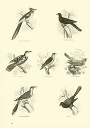 Página del Museo Pictórico de la Naturaleza Animada