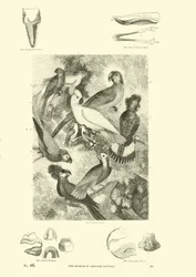 Página del Museo Pictórico de la Naturaleza Animada