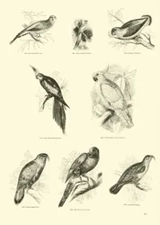 Página del Museo Pictórico de la Naturaleza Animada