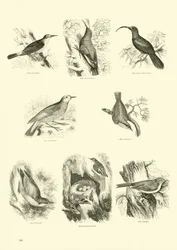 Página del Museo Pictórico de la Naturaleza Animada