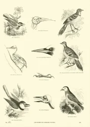 Página del Museo Pictórico de la Naturaleza Animada