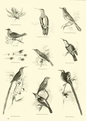 Página del Museo Pictórico de la Naturaleza Animada