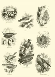 Página del Museo Pictórico de la Naturaleza Animada