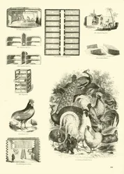 Página del Museo Pictórico de la Naturaleza Animada