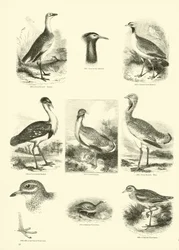 Página del Museo Pictórico de la Naturaleza Animada