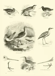 Página del Museo Pictórico de la Naturaleza Animada