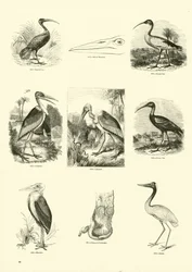 Página del Museo Pictórico de la Naturaleza Animada