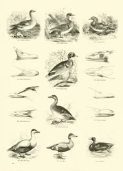 Página del Museo Pictórico de la Naturaleza Animada