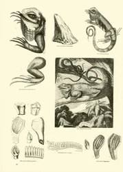Página del Museo Pictórico de la Naturaleza Animada