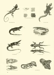 Página del Museo Pictórico de la Naturaleza Animada