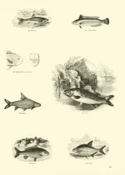 Página del Museo Pictórico de la Naturaleza Animada