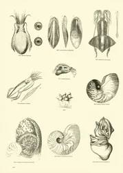 Página del Museo Pictórico de la Naturaleza Animada