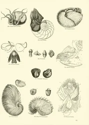 Página del Museo Pictórico de la Naturaleza Animada