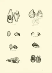 Página del Museo Pictórico de la Naturaleza Animada
