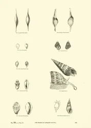 Página del Museo Pictórico de la Naturaleza Animada