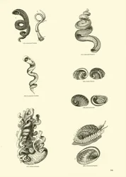 Página del Museo Pictórico de la Naturaleza Animada