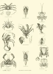 Página del Museo Pictórico de la Naturaleza Animada