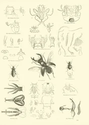 Página del Museo Pictórico de la Naturaleza Animada