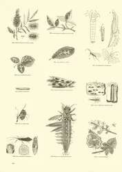 Página del Museo Pictórico de la Naturaleza Animada