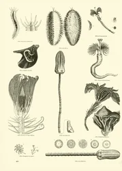 Página del Museo Pictórico de la Naturaleza Animada