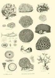 Página del Museo Pictórico de la Naturaleza Animada