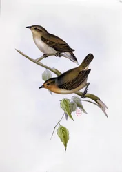 Pareja de Certhidea Olivacea, ilustración de La Zoología del Viaje del H.M.S. Beagle, 1832-36, por Charles Darwin (1809-92), 1840