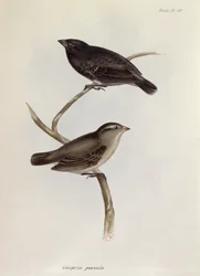 Pareja de Geospiza Parvula, ilustración de La Zoología del Viaje del H.M.S. Beagle, 1832-36, por Charles Darwin (1809-92), 1840