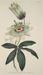 Passiflora Coerulea (Flor de la Pasión Común), de The Botanical Magazine or Flower Garden Displayed, pub. 1786