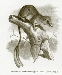 Musaraña arborícola de cola de pluma, ilustración de The Royal Natural History