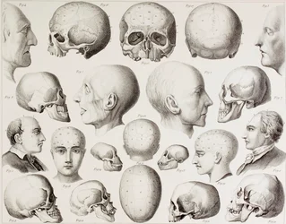 Ilustración frenológica mostrando las relaciones psicológicas del cerebro, de una impresión del siglo XIX