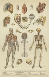 Fisiología (litografía en color)