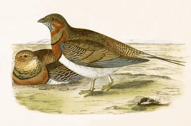 Ganga de Cola Puntiaguda, ilustración de 