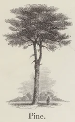 Pino (grabado)