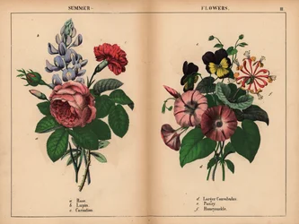 Rosa col rosa, lupino azul, clavel escarlata, enredadera púrpura más grande, pensamiento púrpura y amarillo y madreselva rosa y naranja.  , de "The Instructive Picturebook, or Lessons from the Vegetable World", [Charlotte Mary Yonge], Edimburgo