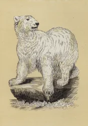 Oso Polar